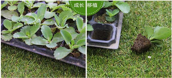 育苗穴盤成長和移植