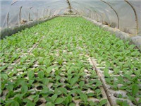 煙草基質(zhì)漂浮育苗盤面青苔、霉菌防治方案有哪