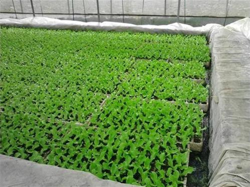 煙草漂浮育苗基質(zhì)用于蔬菜育苗可以嗎？