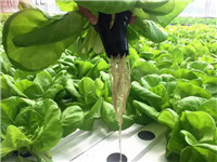 育苗基質(zhì)為何偏愛進口原料？