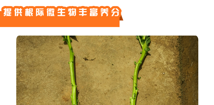菜籽有機(jī)肥