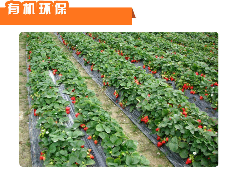 菜籽有機(jī)肥