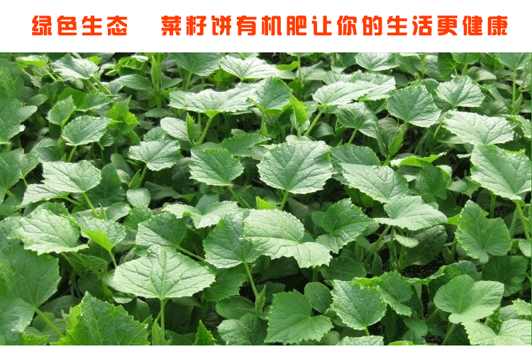 菜餅有機(jī)肥 種菜有機(jī)肥