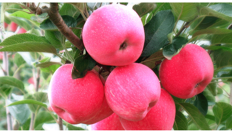 菜餅有機(jī)肥 種菜有機(jī)肥