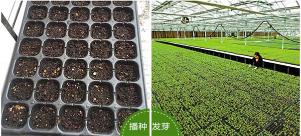 育苗穴盤播種和發(fā)芽