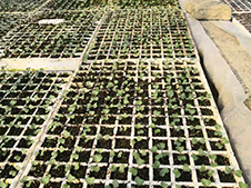 貴州銅仁蔬菜育苗基地陳天銀