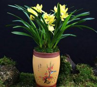 【湖南育苗基質(zhì)】營(yíng)養(yǎng)土的滲透性是指什么？