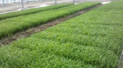 【有機(jī)肥料廠】育苗基質(zhì)怎么樣讓微生物對基質(zhì)的傷害降至最低水平？