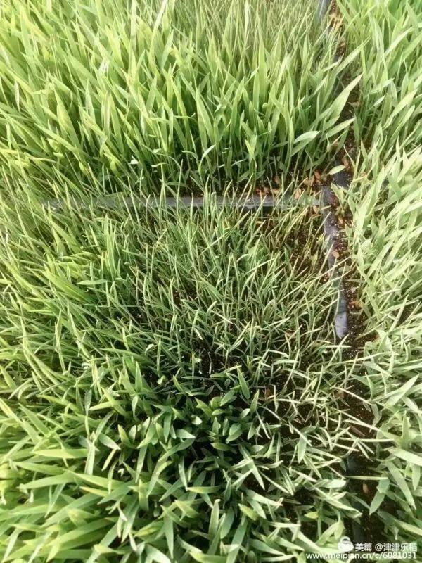 水稻育秧青枯病